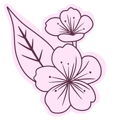 
Cherry flower blossom, botanical art. Spring almond, sakura, branch, hand draw doodle line art illustration.colored black art, isolated on white background. Realistic floral bloom sketch.
