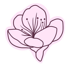 
Cherry flower blossom, botanical art. Spring almond, sakura, branch, hand draw doodle line art illustration.colored black art, isolated on white background. Realistic floral bloom sketch.
