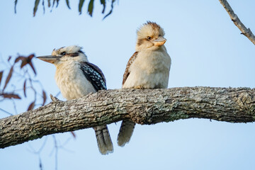 A pair of kookaburras perched on a branch 