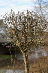 Obraz premium Pruned tree with bare branches by a tranquil river in early spring near a bridge