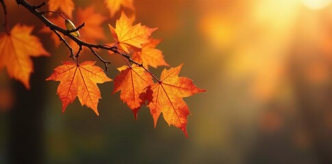 Obraz premium Amber hues of autumn leaves cling to barren branches, nature, sunlight