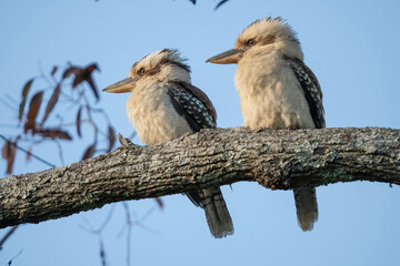 A pair of kookaburras share a moment