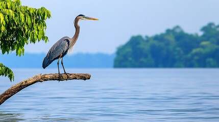 Heron perches on branch, lake, rainforest background, wildlife documentary