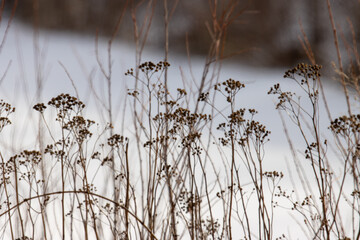 Fototapeta premium Weeds in the wintertime