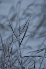 frozen grass in the snow