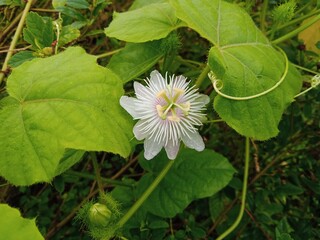Passiflora foetida flower