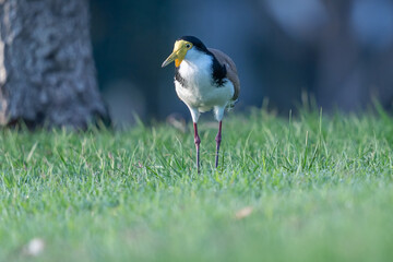 A masked lapwing on the grass