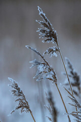 reeds in winter frost and snow