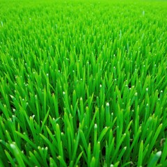 Densely packed grass, uniform height, rich color , vibrant green, carpet