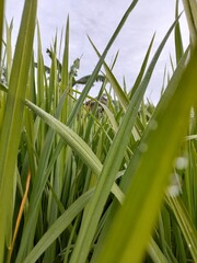 Obraz premium Sprouting Beauty, Exploring the Green Symphony of Infant Rice Fields