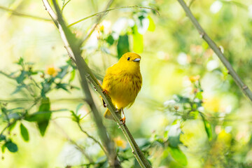 Yellow warbler perched on a branch in a green forest