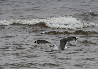 seagull on the beach