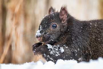 A squirrel eating a nut in the winter on a thick blanket of snow