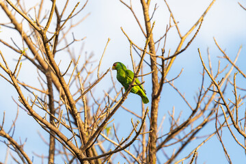 Green parrot perched on a bare tree branch against a blue sky