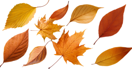 Collection of Vibrant Autumn Leaves Orange Yellow and Brown Fall Foliage Isolated on Black