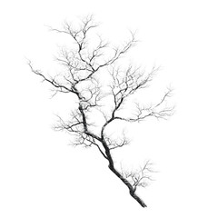 Fototapeta premium Elegant Black And White Tree Branch With Delicate Twigs And Sparse Leaves In Light Backgrounds With