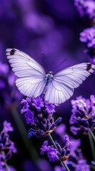 Butterfly rests on lavender blooms in field; focus on wings, ideal stock