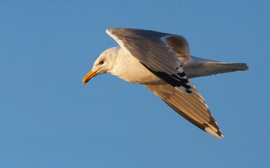 seagull on blue sky