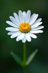 Close-up of a solitary daisy, showing intricate petal detail , elegant, summer, stock
