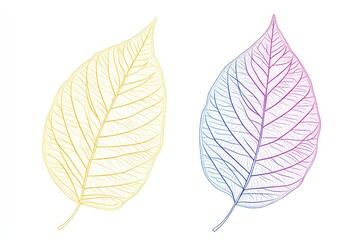 Obraz premium Colorful leaf skeletons, nature design, white background, autumn