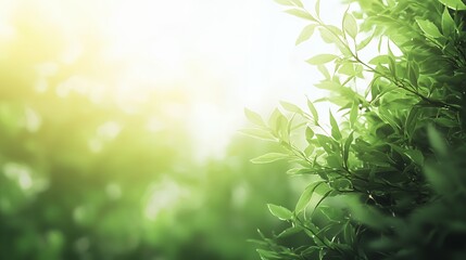Obraz premium Lush Green Leaves in Bright Sunlight