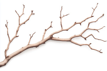 Fototapeta premium Artistic Arrangement of a Rustic Dry Branch on a White Background
