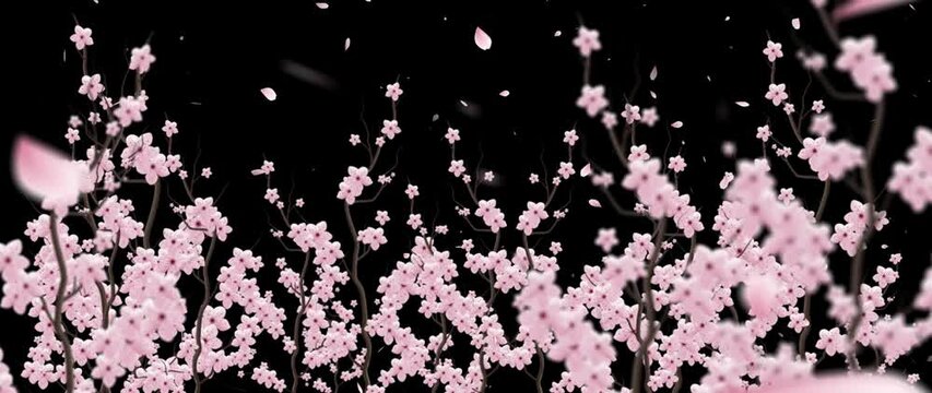 sakura bloom in alpha background
