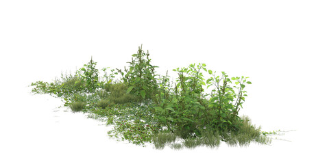 grass isolated on white background