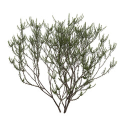 Free PNG 3d illustration of Epacris impressa7 tree frontal isolated transparent background perfectly cutout high resolution