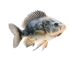 A tilapia fish, detailed close-up, highlighting its scales and dorsal fin.