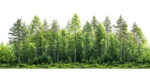 Lush green forest trees in nature png with transparency background for graphic use
