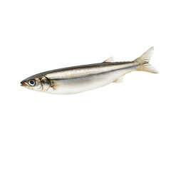 A silver-scaled fish with a streamlined body, isolated on a white background.