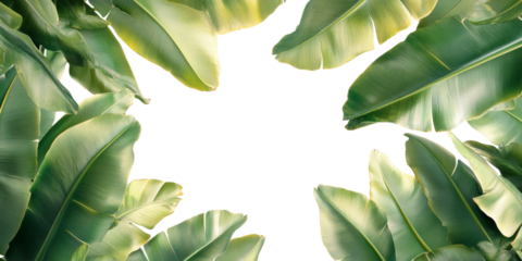 Lush greenery of tropical leaves nature scene png with transparency background top view fresh vibe