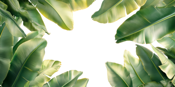 Lush greenery of tropical leaves nature scene png with transparency background top view fresh vibe