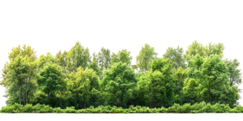 Lush green forest scene nature png with transparency background vibrant environment aesthetic viewpoint