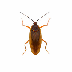 Fototapeta premium a brown insect outdoors isolated on the white background