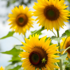 Obraz premium Sunflower natural background Sunflower blooming in spring