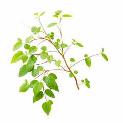 a japanese knotweed isolated on the white background