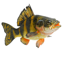 Fototapeta premium A vibrant yellow perch fish with black stripes, isolated on a white background.