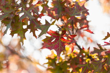 A beautiful autumn withFall trees and leaves.