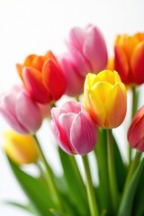 Fototapeta premium Close-up of multicolored tulips against stark white, close up, design element, studio shot