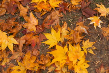 A beautiful autumn withFall trees and leaves.