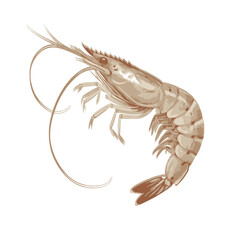 Detailed Illustration of a Shrimp