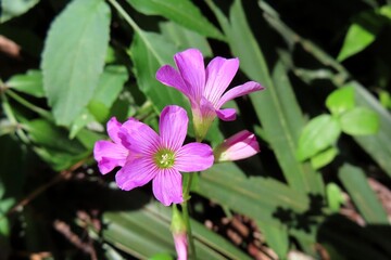 Pink oxalis flowers in Florida wild, closeup
