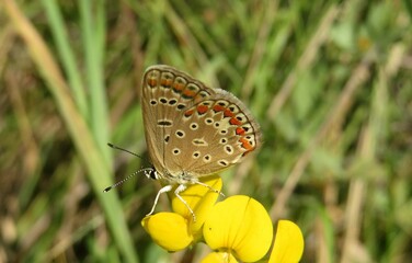 Beautiful butterfly on lotus corniculatus flowers in the meadow, closeup