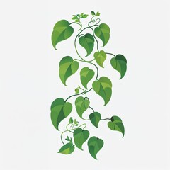 Obraz premium butterfly pea vine icon on plain white background