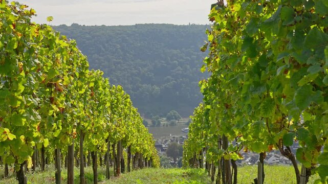 Rows of vibrant vineyards stretch down the vally hill into Moselle River below as camera tracks from one row to the next, Winningen, Germany
