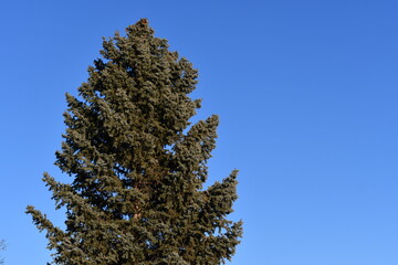 Pine tree, isolated, bold blue sky.