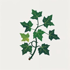 Fototapeta premium ivy vine icon on plain white background