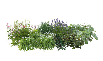 fresh thyme isolated on white